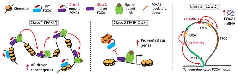 Rogel Cancer Center Researchers Discover Gene that Drives Prostate ...