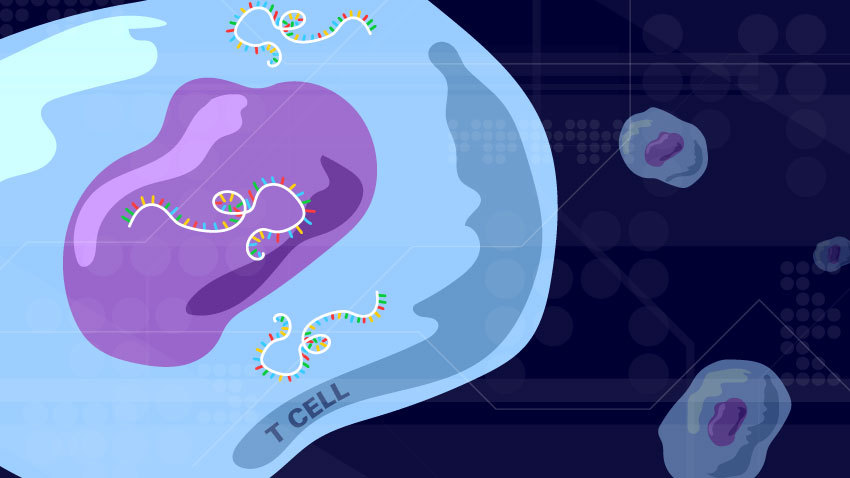 A Noncoding RNA Strand Could Improve Outcomes in Bone Marrow and